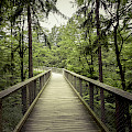 © markusspiske | pixabay.com | (Forest, Wood, Tree trunk image)